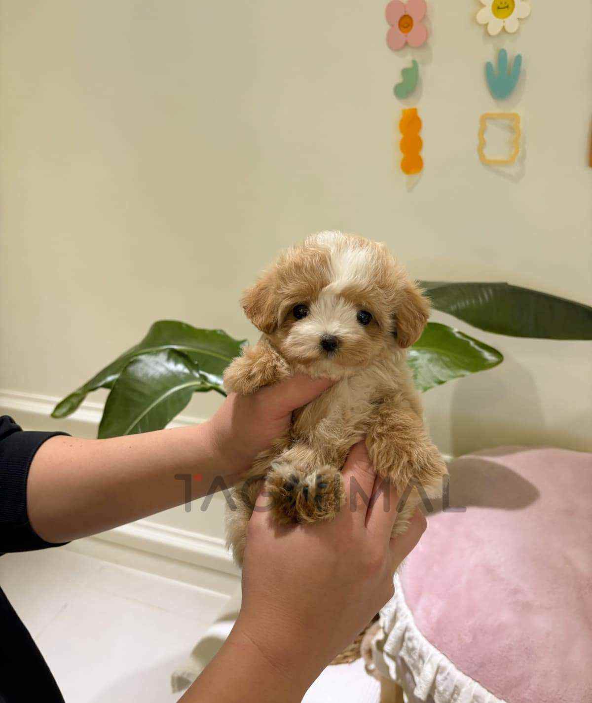 Maltipoo puppy for sale, dog for sale at Tagnimal