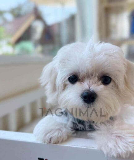 Maltipoo puppy for sale, dog for sale at Tagnimal