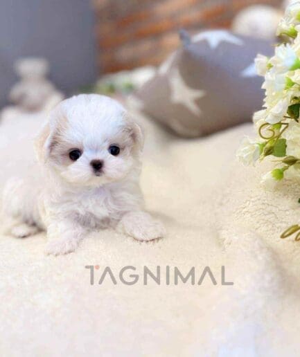 Maltipoo puppy for sale, dog for sale at Tagnimal