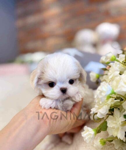 Maltipoo puppy for sale, dog for sale at Tagnimal