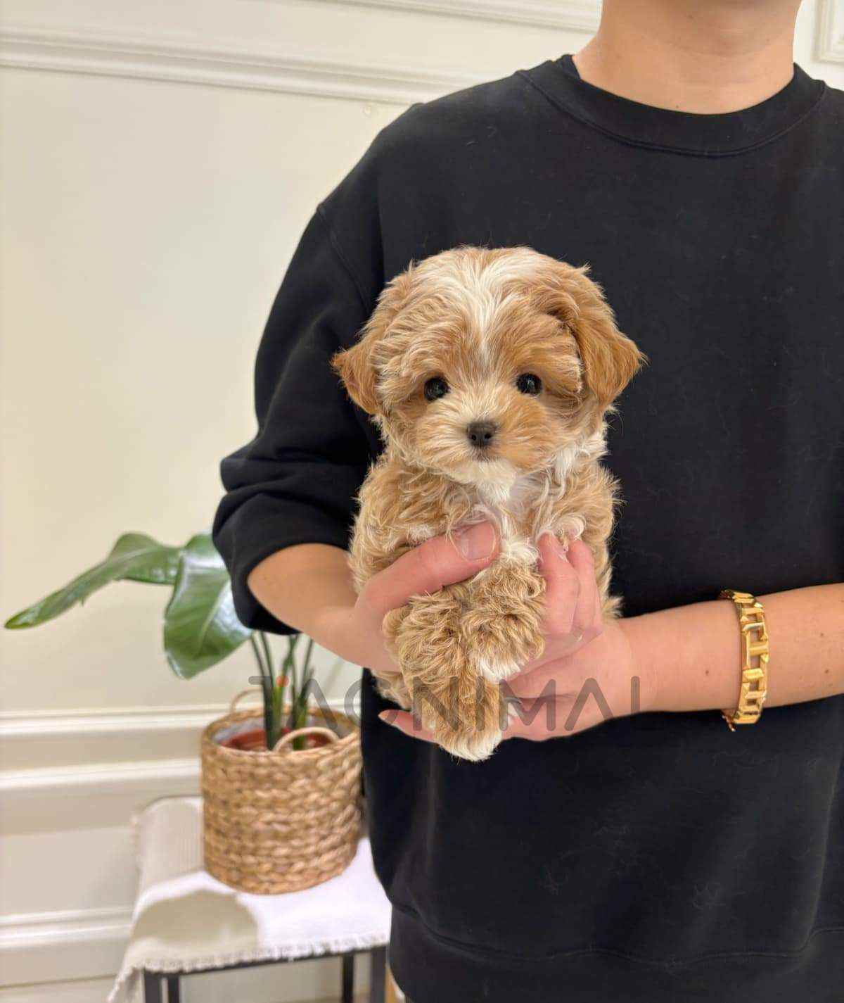 Maltipoo puppy for sale, dog for sale at Tagnimal