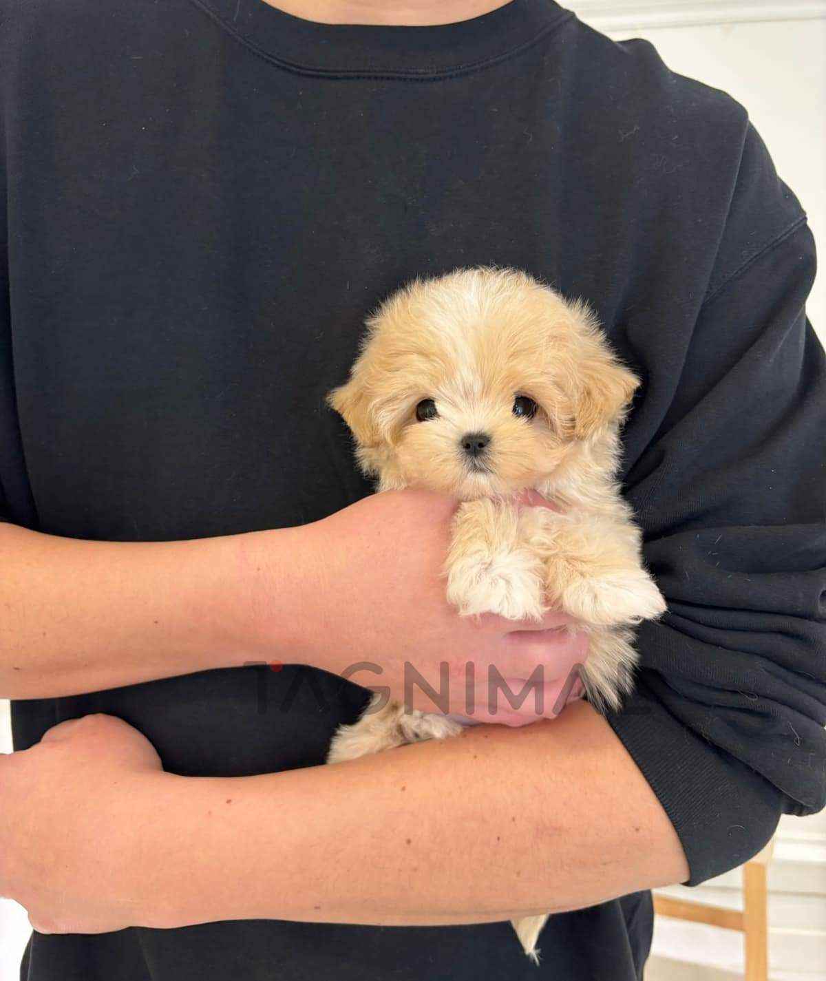 Maltipoo puppy for sale, dog for sale at Tagnimal