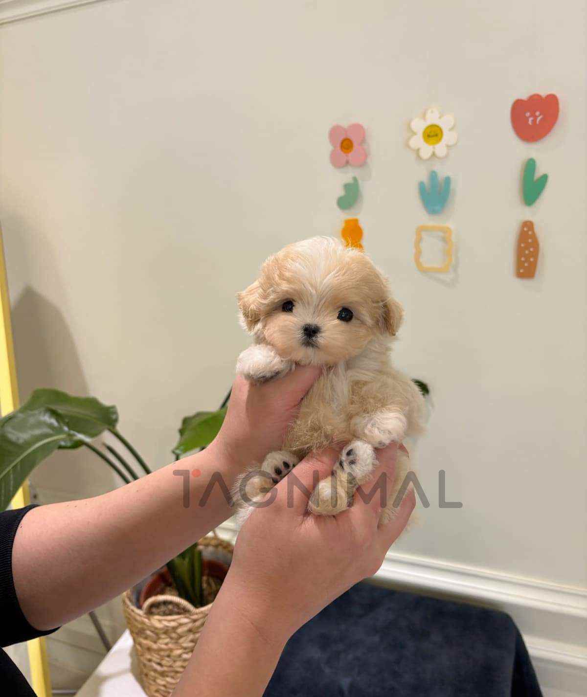 Maltipoo puppy for sale, dog for sale at Tagnimal