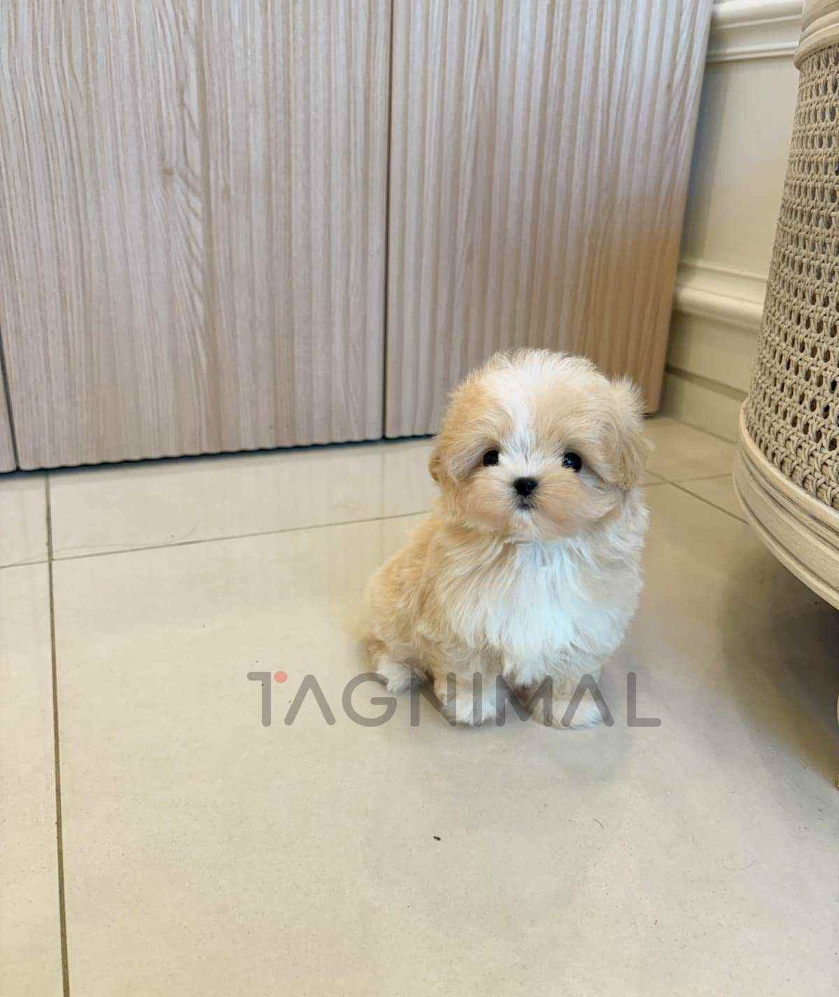 Maltipoo puppy for sale, dog for sale at Tagnimal