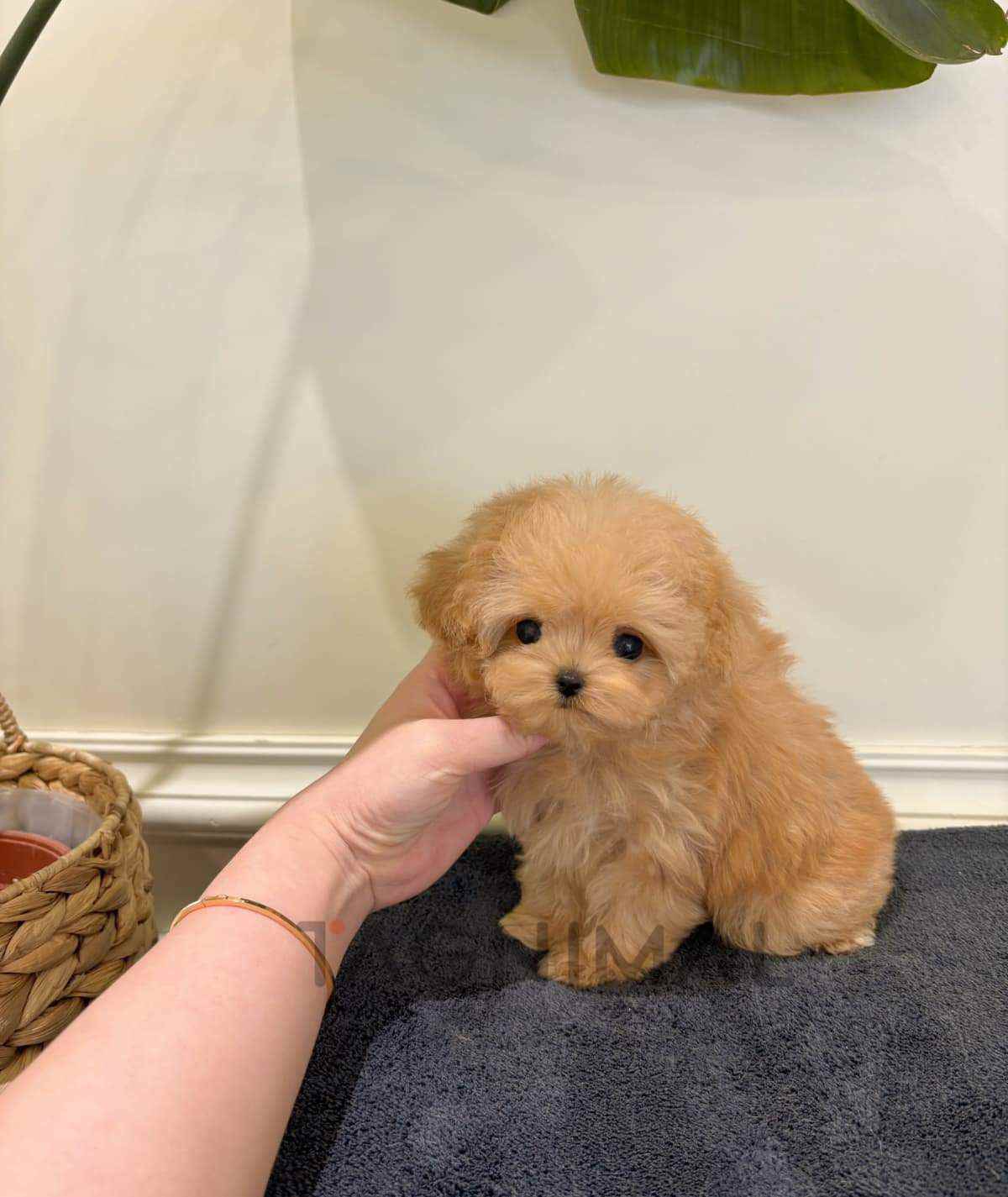 Maltipoo puppy for sale, dog for sale at Tagnimal