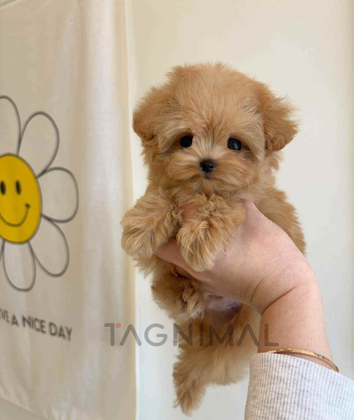 Maltipoo puppy for sale, dog for sale at Tagnimal