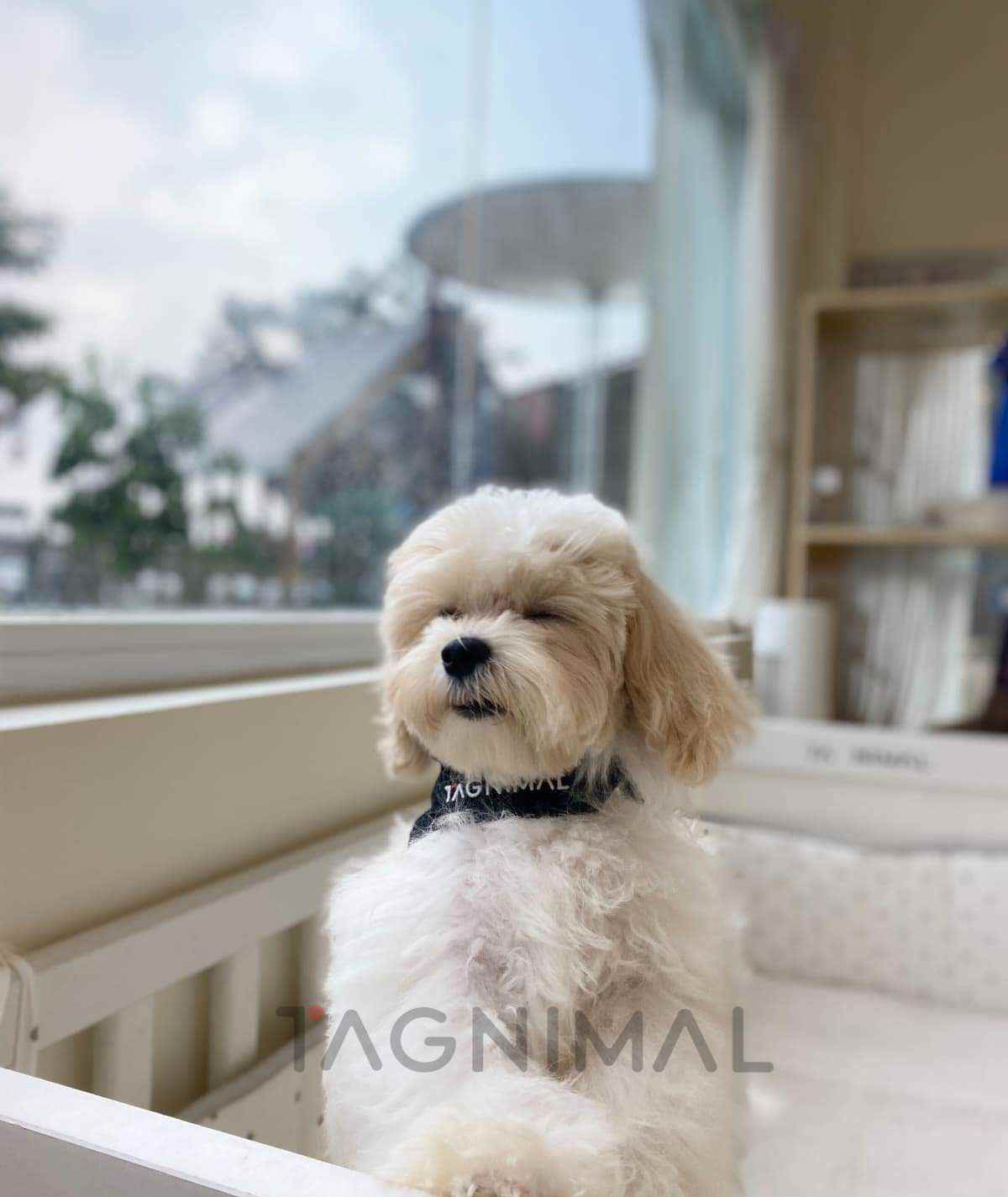 Maltipoo puppy for sale, dog for sale at Tagnimal