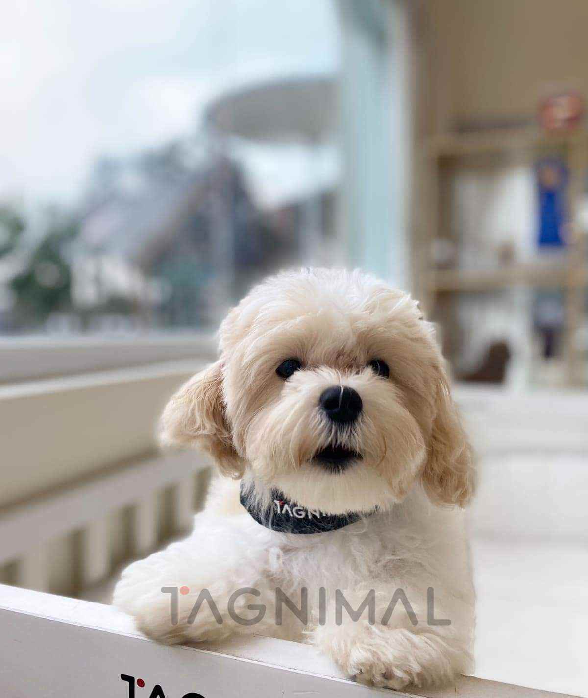 Maltipoo puppy for sale, dog for sale at Tagnimal