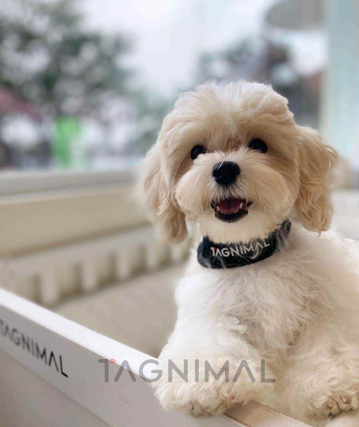 Maltipoo puppy for sale, dog for sale at Tagnimal