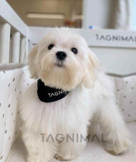 Maltipoo puppy for sale, dog for sale at Tagnimal