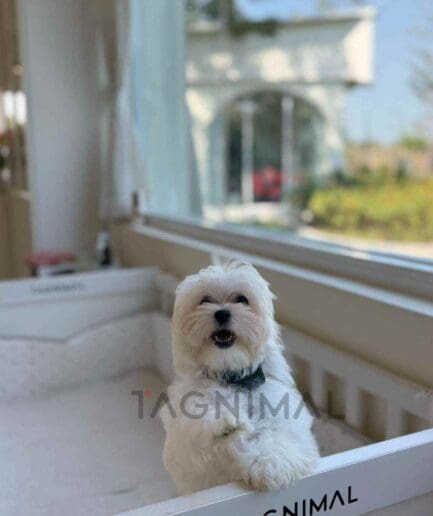 Maltipoo puppy for sale, dog for sale at Tagnimal