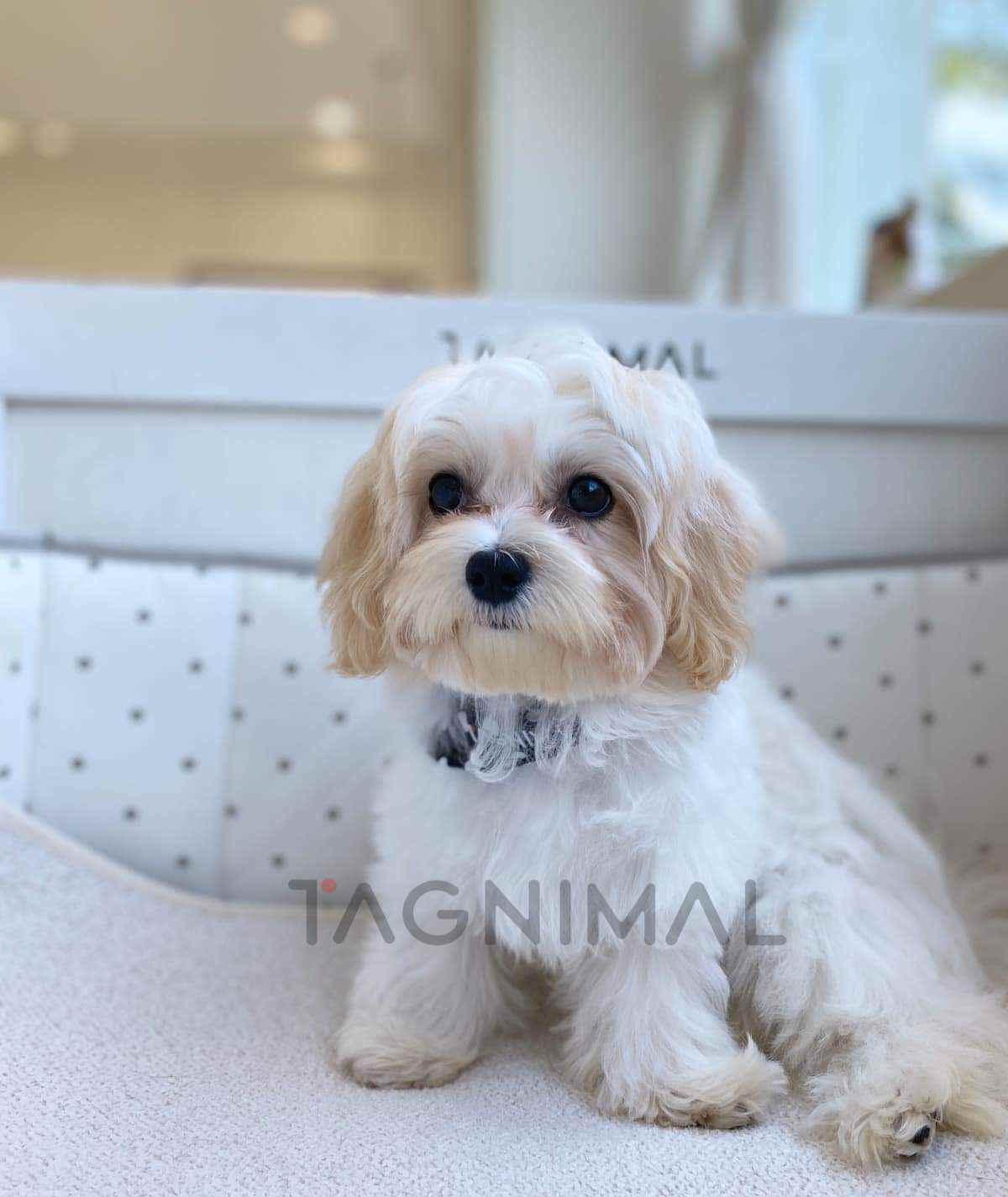 Maltipoo puppy for sale, dog for sale at Tagnimal