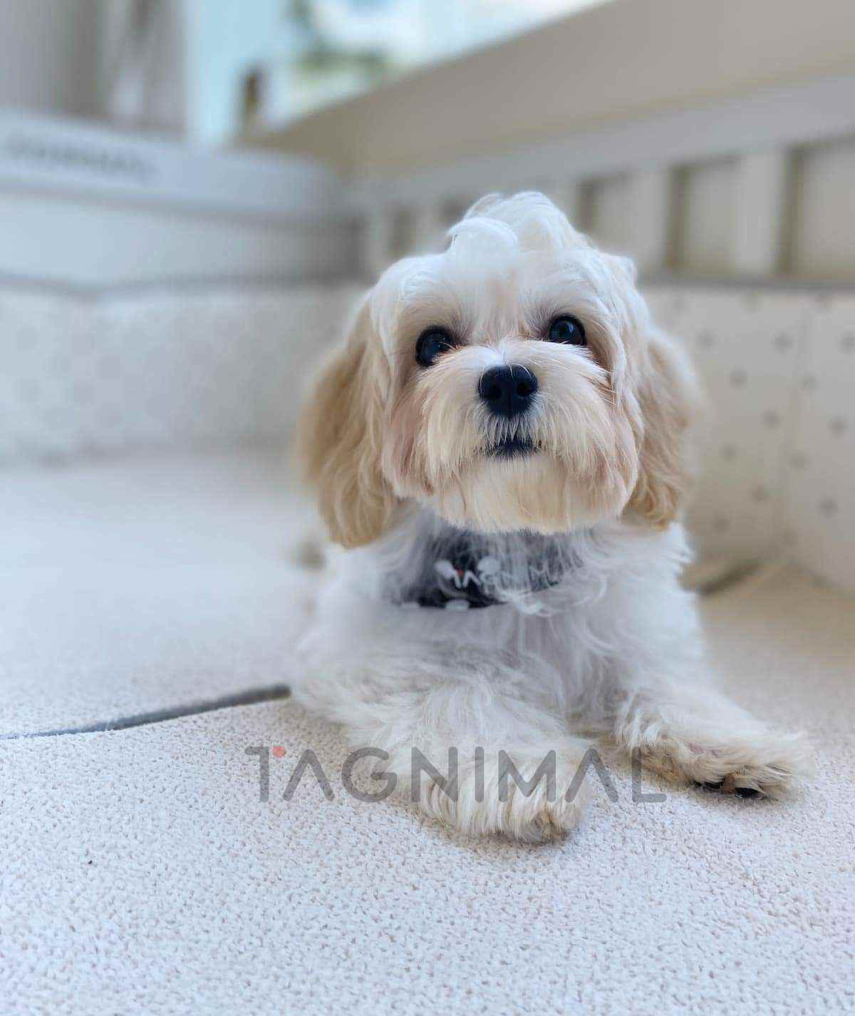 Maltipoo puppy for sale, dog for sale at Tagnimal