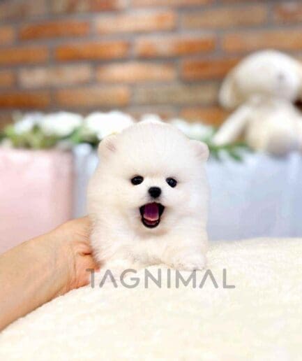 Pomeranian puppy for sale, dog for sale at Tagnimal