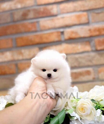 Pomeranian puppy for sale, dog for sale at Tagnimal