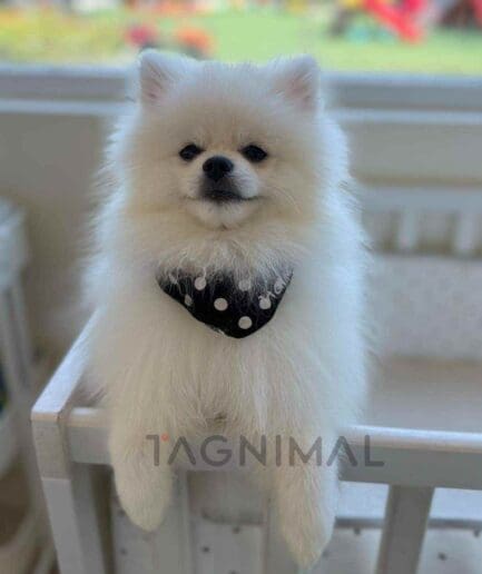 Pomeranian puppy for sale, dog for sale at Tagnimal