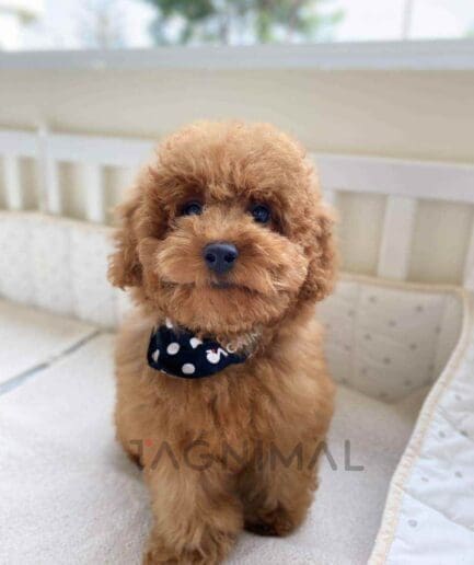 Poodle puppy for sale, dog for sale at Tagnimal