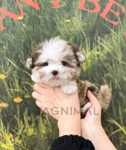 ขายลูกสุนัขพุดเดิ้ล ซื้อสุนัข ซื้อหมา ได้ที่ Tagnimal