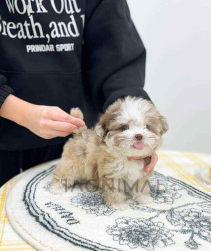 ขายลูกสุนัขพุดเดิ้ล ซื้อสุนัข ซื้อหมา ได้ที่ Tagnimal