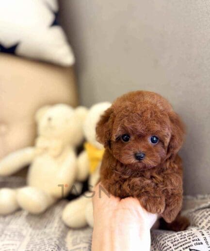 ขายลูกสุนัขพุดเดิ้ล ซื้อสุนัข ซื้อหมา ได้ที่ Tagnimal