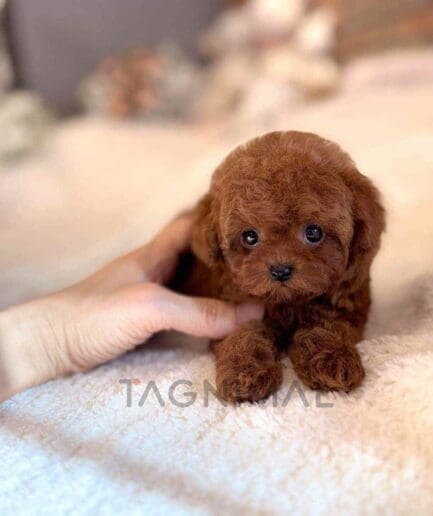 ขายลูกสุนัขพุดเดิ้ล ซื้อสุนัข ซื้อหมา ได้ที่ Tagnimal