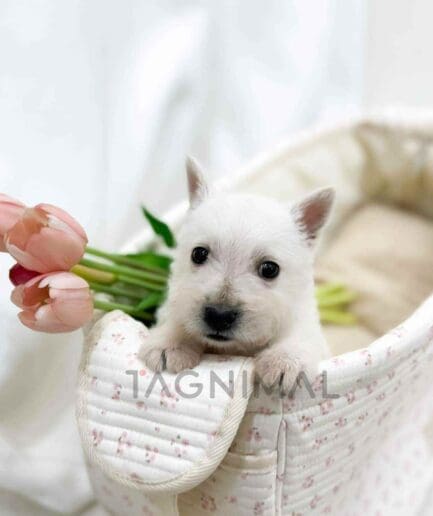 Scottish Terrier puppy for sale, dog for sale at Tagnimal