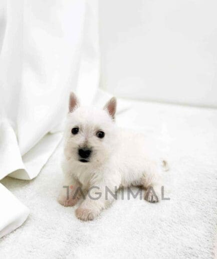 Scottish Terrier puppy for sale, dog for sale at Tagnimal