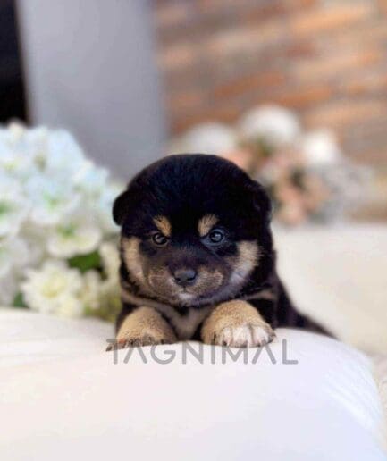 ขายลูกสุนัขชิบะ ซื้อสุนัข ซื้อหมา ได้ที่ Tagnimal