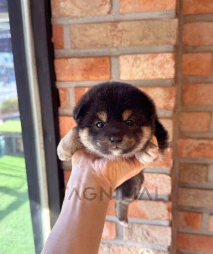 ขายลูกสุนัขชิบะ ซื้อสุนัข ซื้อหมา ได้ที่ Tagnimal