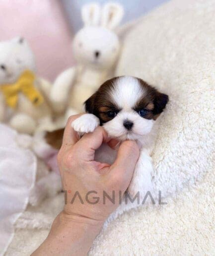 Shih Tzu puppy for sale, dog for sale at Tagnimal