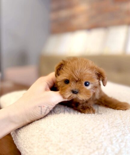 Adorable tiny brown puppy resting on soft cream blanket, held gently by caring human hand.