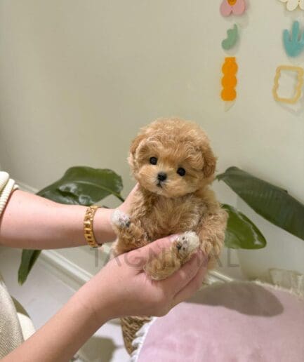 Adorable tiny caramel puppy held gently in hands with soft light and cozy background.