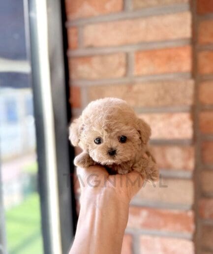 Adorable tiny fluffy light-brown puppy resting in a gentle hand with warm natural lighting.