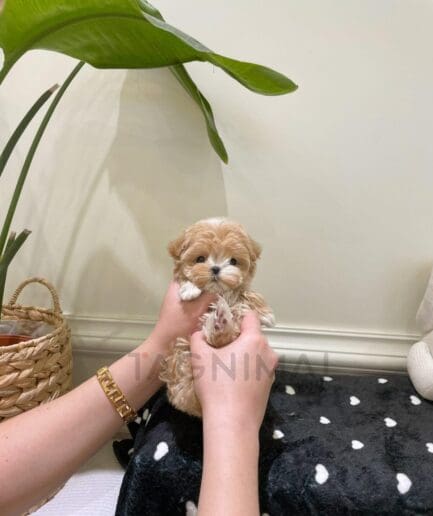 Cute tan and white puppy held gently in caring hands indoors.