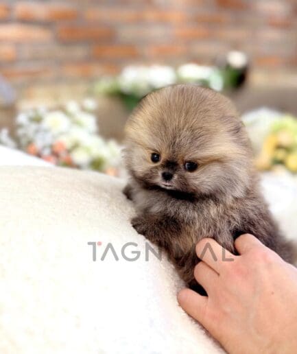 Adorable fluffy Pomeranian puppy with soft brown fur resting on a cozy blanket.
