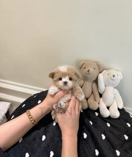Cute beige and white puppy held gently in hands with cozy plush toys.