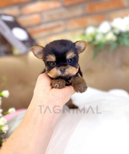 Adorable tiny Yorkshire Terrier puppy resting in a gentle hand indoors.