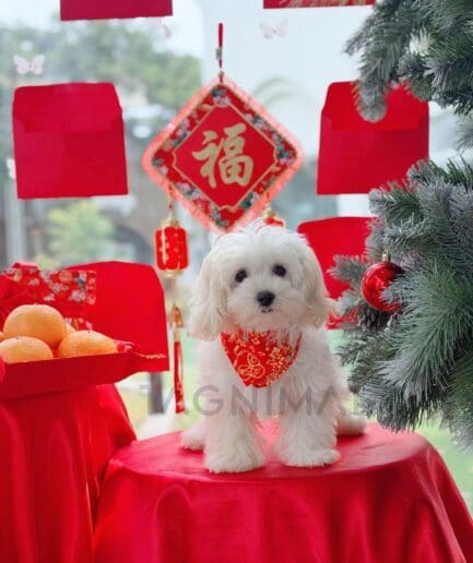 White Maltese dog with red Lunar New Year decorations, oranges, and festive Chinese symbols.