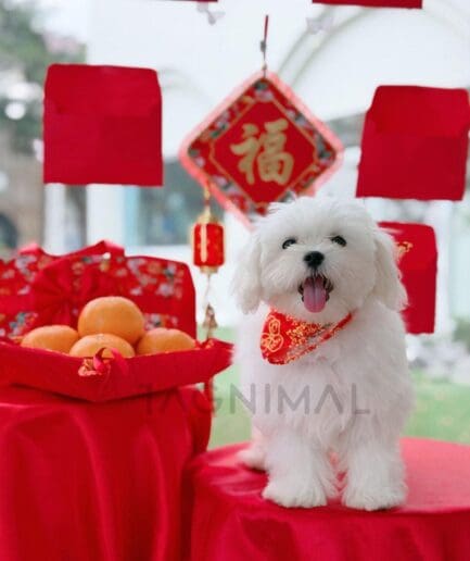 Cute white Maltese dog celebrating Chinese New Year with red and gold festive decorations.