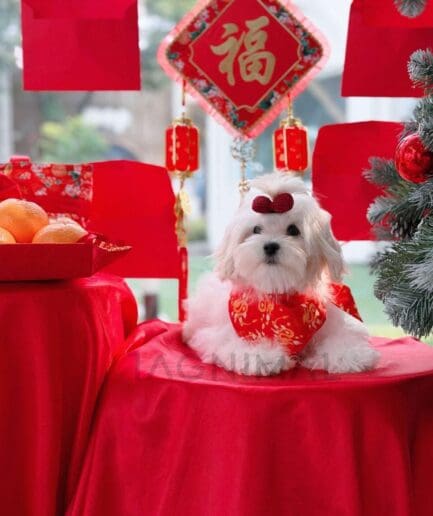 White dog in red Chinese New Year outfit surrounded by gold decorations and oranges.