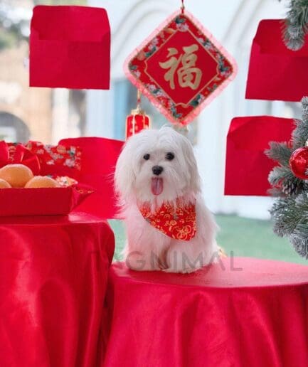 Cute white Maltese dog celebrating Lunar New Year with red envelopes, oranges, and festive decorations.