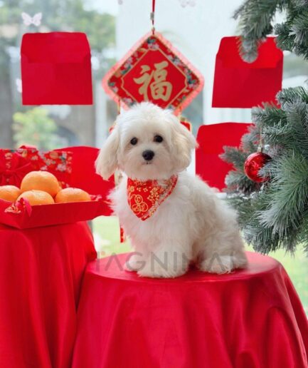 Cute white puppy with red bandana celebrating Lunar New Year surrounded by festive decorations.