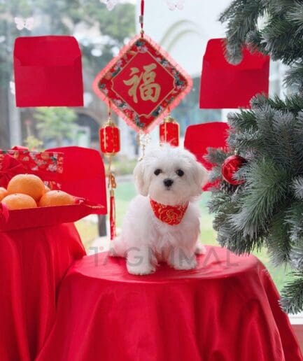 Cute white Maltese dog celebrating Lunar New Year with red and gold festive decorations.