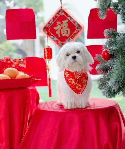Cute white Maltese dog celebrating Chinese New Year with red decorations and lucky oranges.