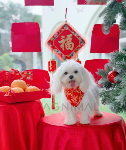 Cute white Maltese dog celebrating Chinese Lunar New Year with red decorations and oranges.