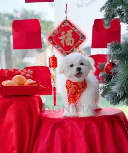 Festive Maltese dog wearing red bandana surrounded by Chinese New Year decorations and golden oranges.