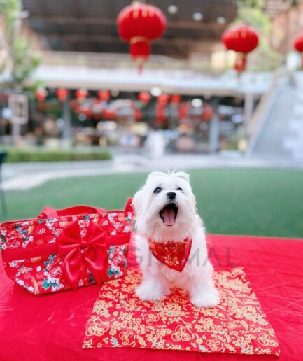 Festive white dog wearing red bandana celebrating Lunar New Year with red lanterns and decorations.