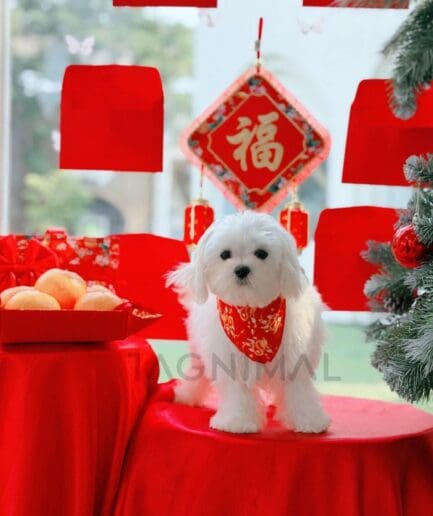 Cute white Maltese dog with Lunar New Year red decorations and oranges celebrating Chinese New Year.