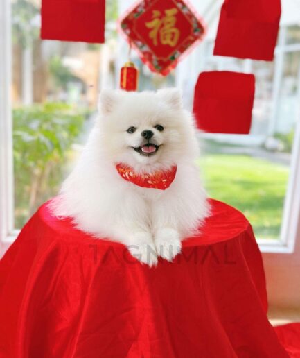 Fluffy white Pomeranian celebrating Lunar New Year with red decorations and golden lucky symbols.