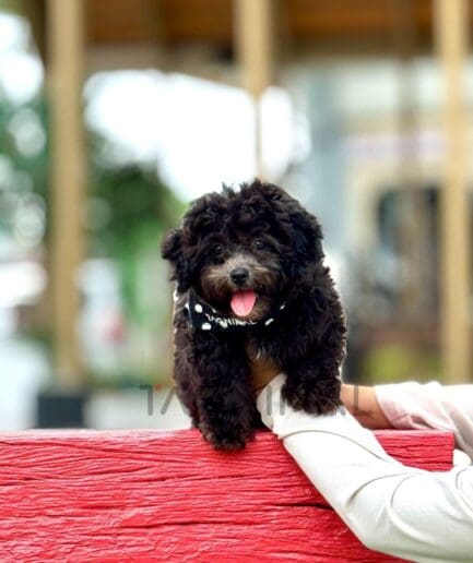 Cute black poodle puppy with pink tongue sitting on a bright red bench outdoors.